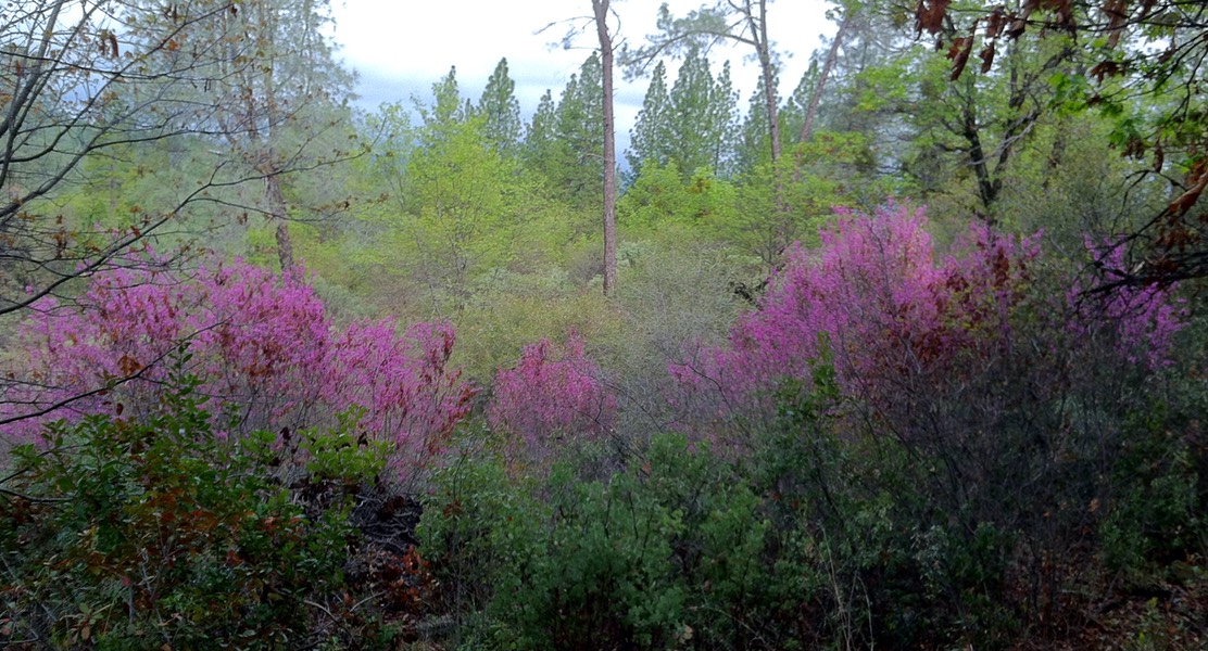 Redbud in Bloom